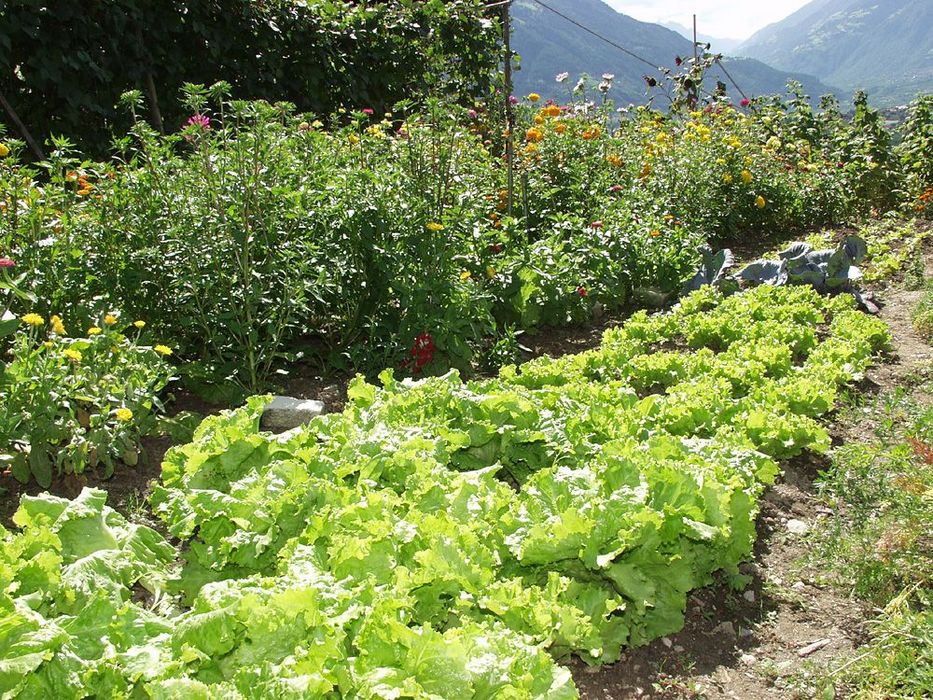 Gemüsegarten mit grünem Salat und bunten Blumen vor Bergkulisse