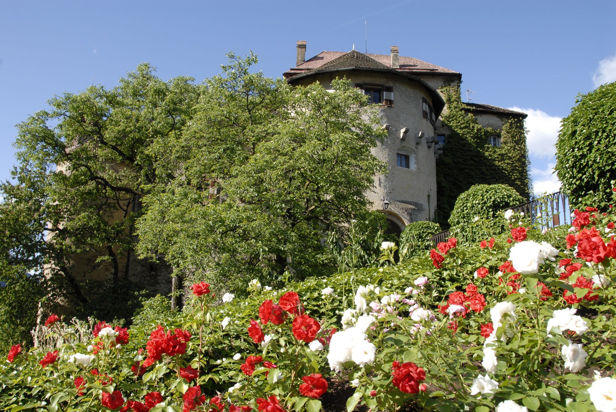 Alte Burg mit blühenden roten und weißen Rosen im Vordergrund