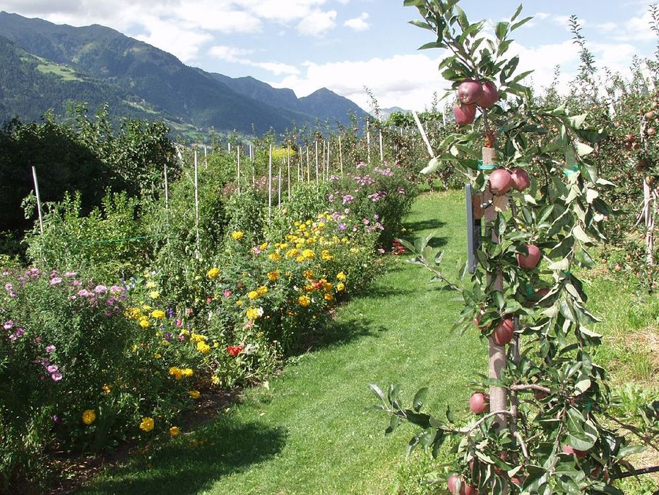 Apfelbaum mit roten Äpfeln in einem Obstgarten vor Berglandschaft